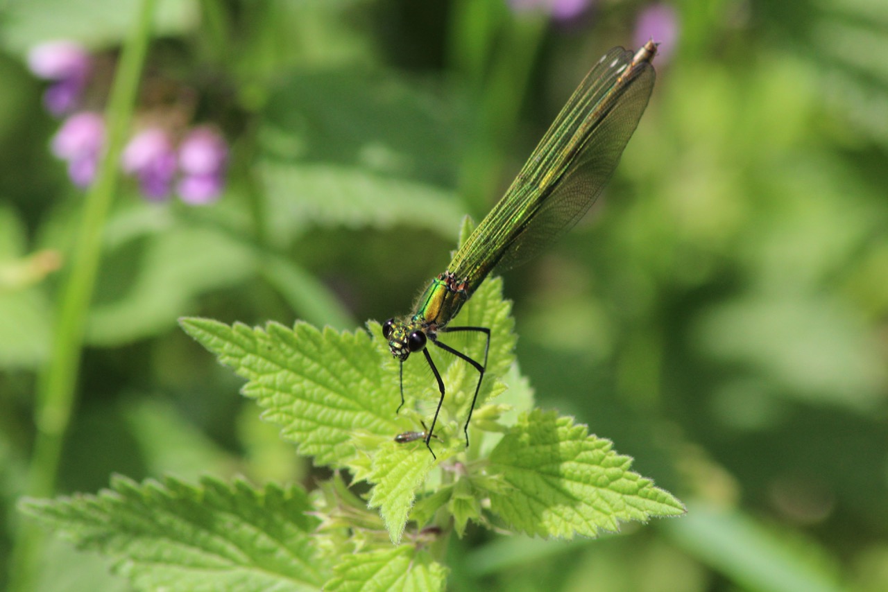 Banded-demoiselle-Calopteryx-splendens-female-1