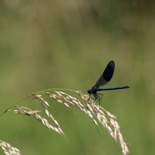 Banded-demoiselle-Calopteryx-splendens-male-11