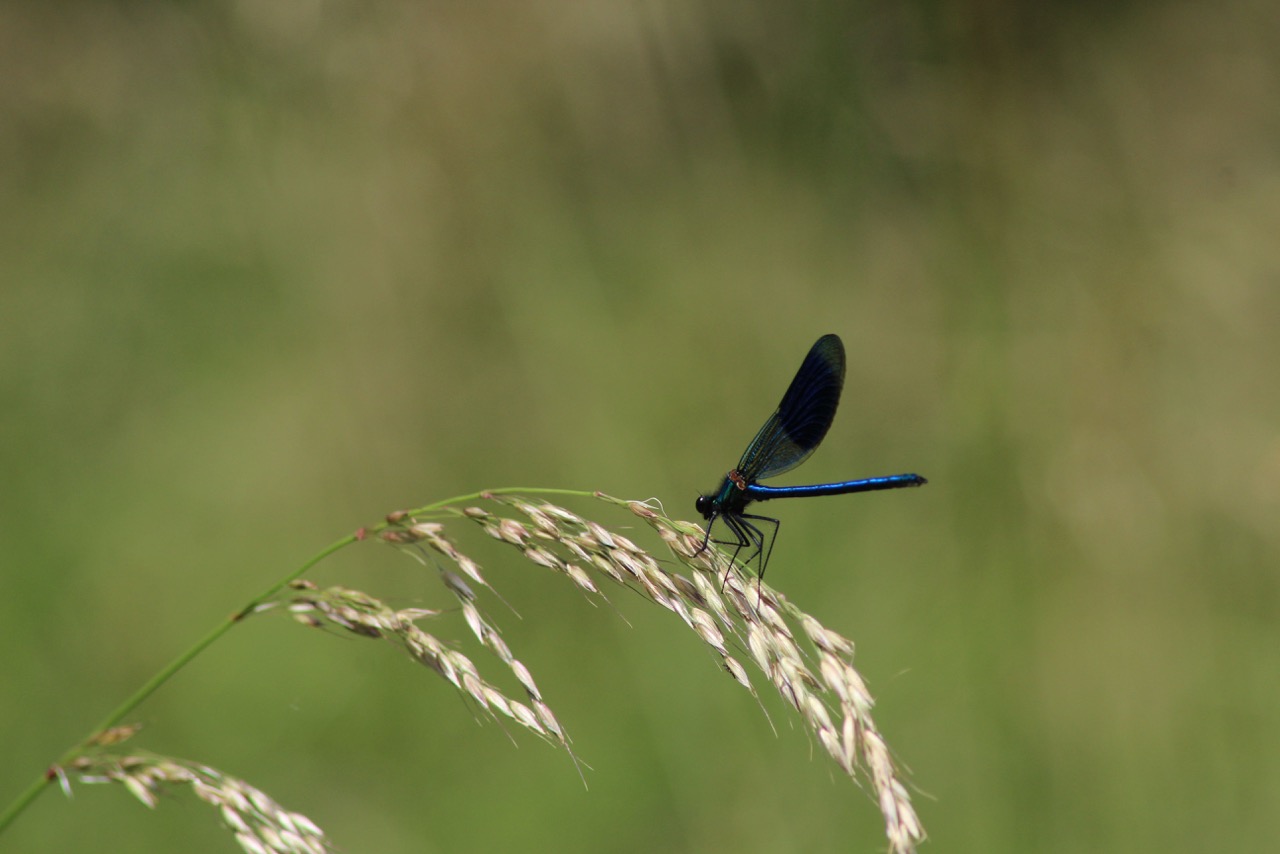 Banded-demoiselle-Calopteryx-splendens-male-11