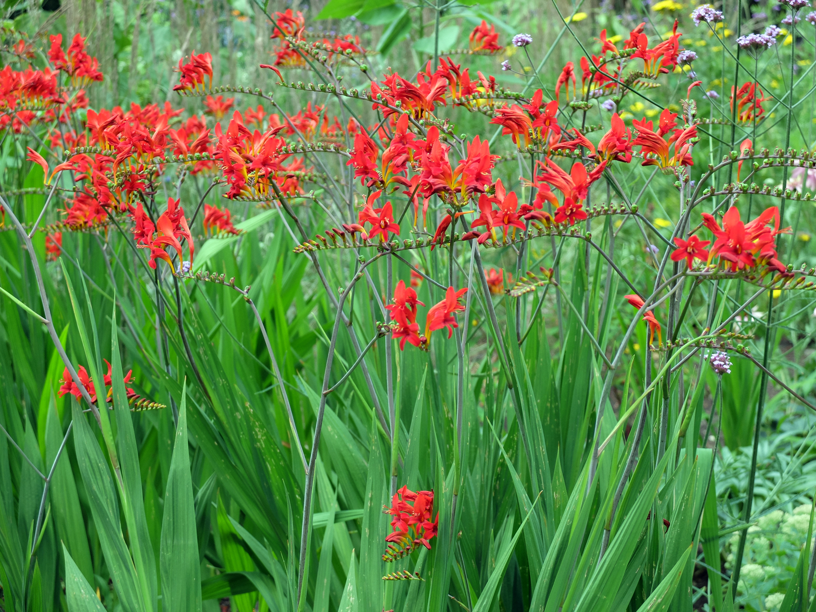 Brunswick-Sq-Gardens-flora