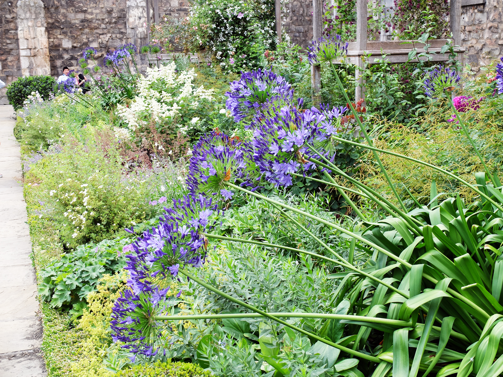 Christchurch-Greyfriars-Garden-flora