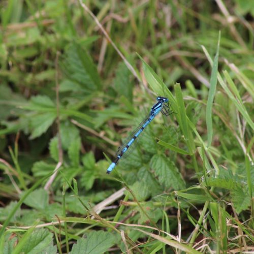 Common-blue-damsel-fly-Enallagma-cyathigerum-2