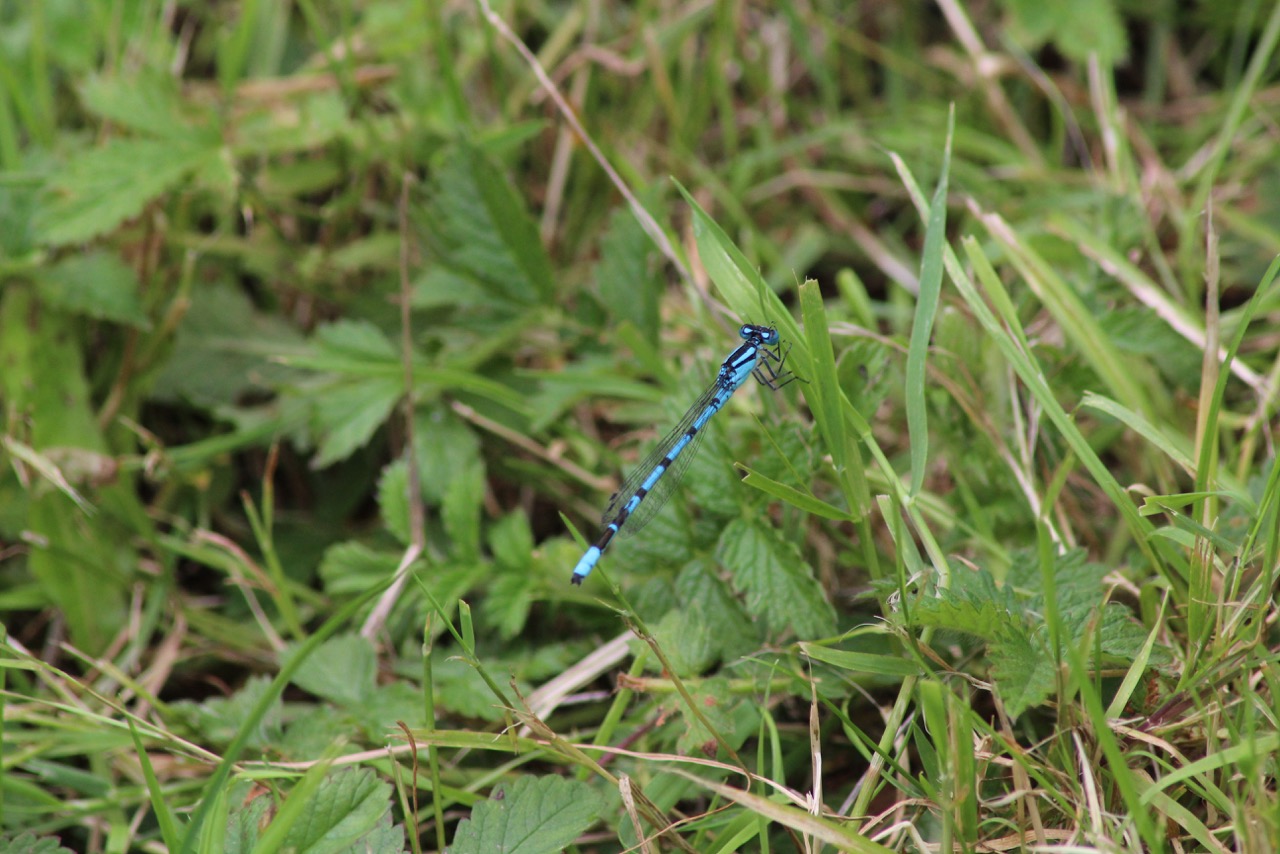 Common-blue-damsel-fly-Enallagma-cyathigerum-2