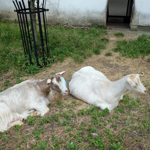 Corams-Fields-goats