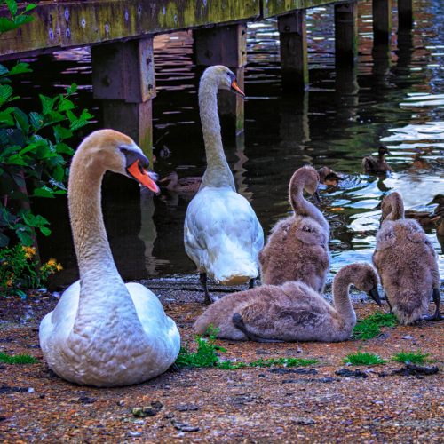 Swan-Family