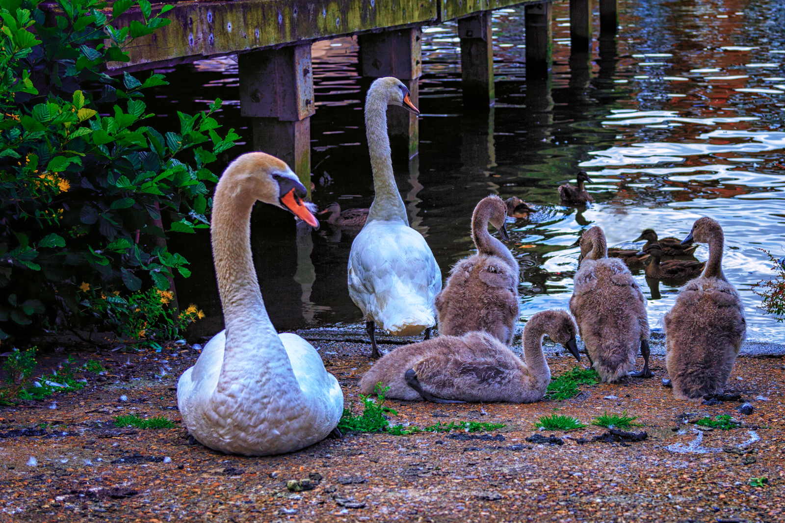 Swan-Family