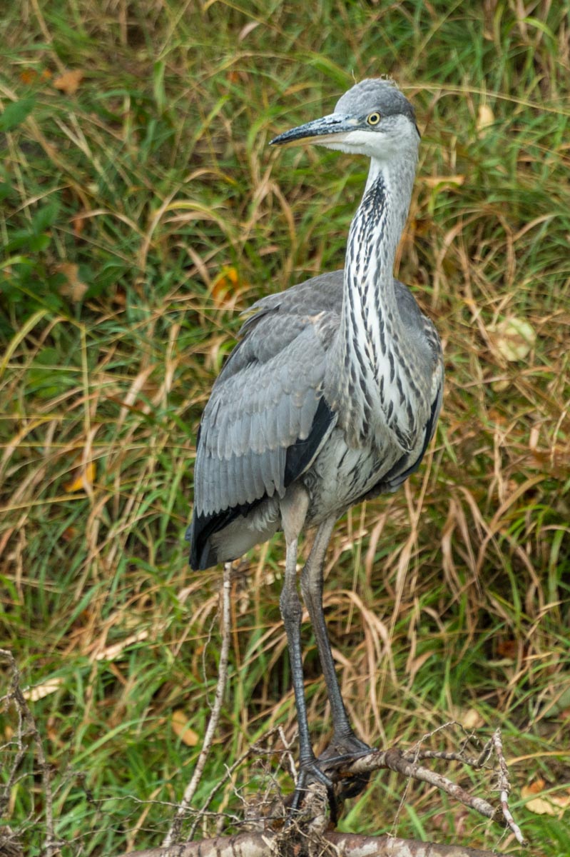 160819_Richmond_RichmondPark_Heron-stripes