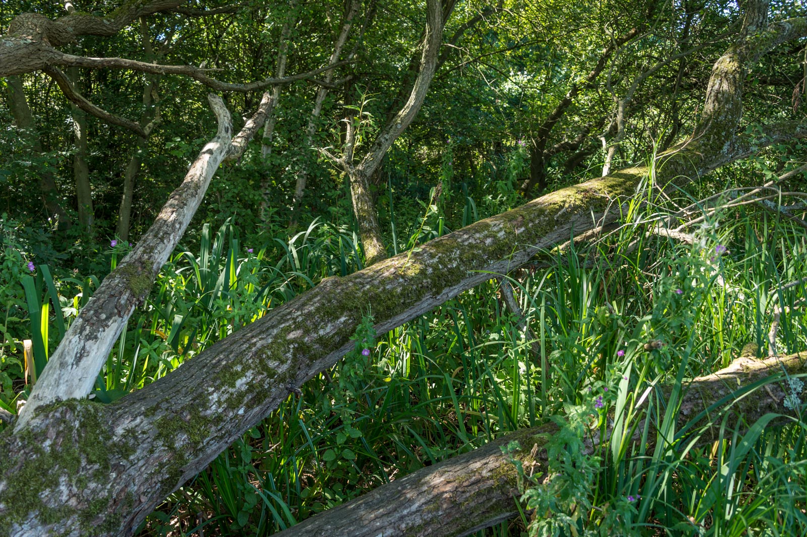 160826_Brent_WelshHarp_Fallen-tree