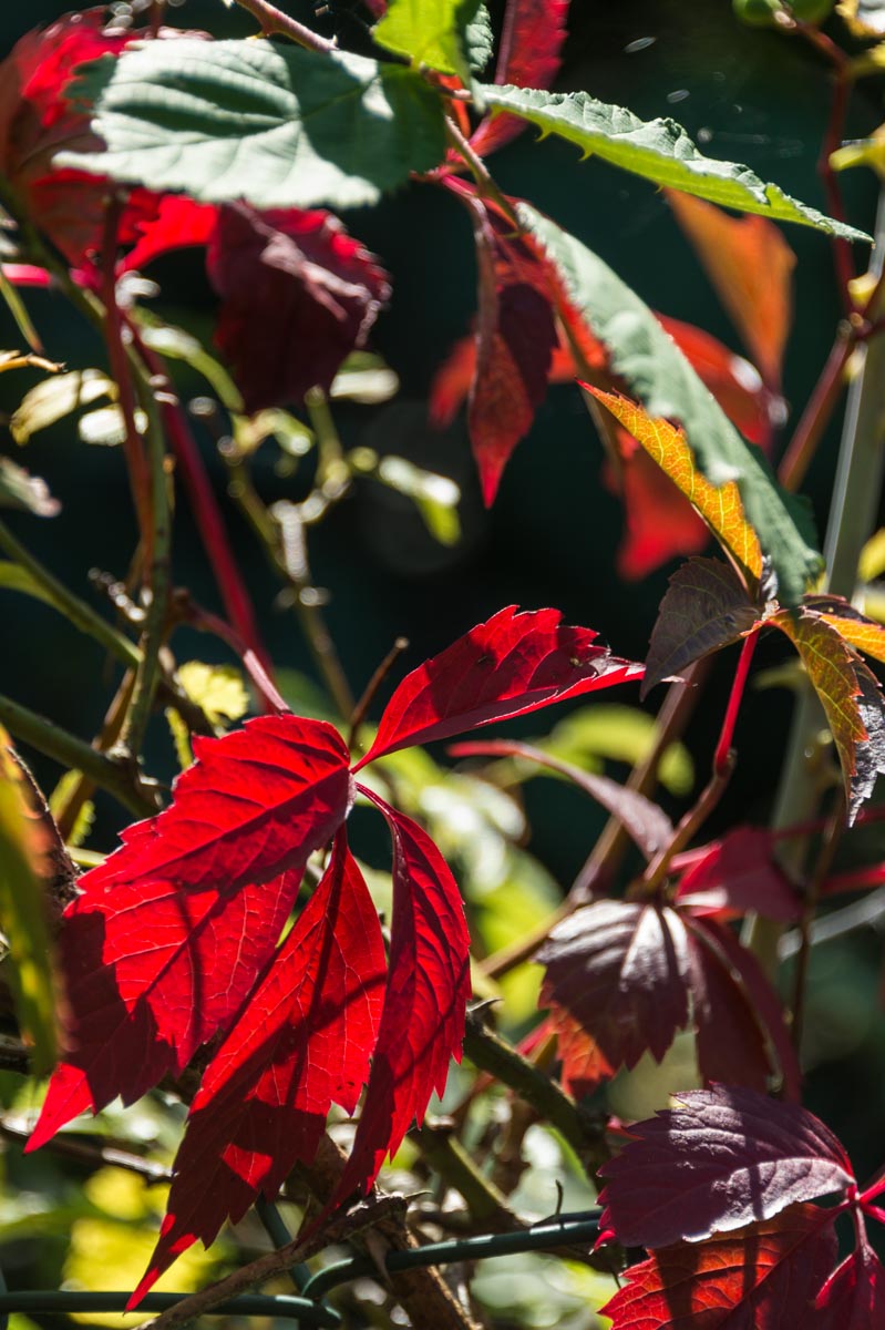 160826_Brent_WelshHarp_Red-Leaves