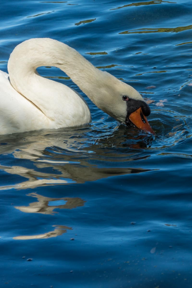 160826_Brent_WelshHarp_Swan-Supping