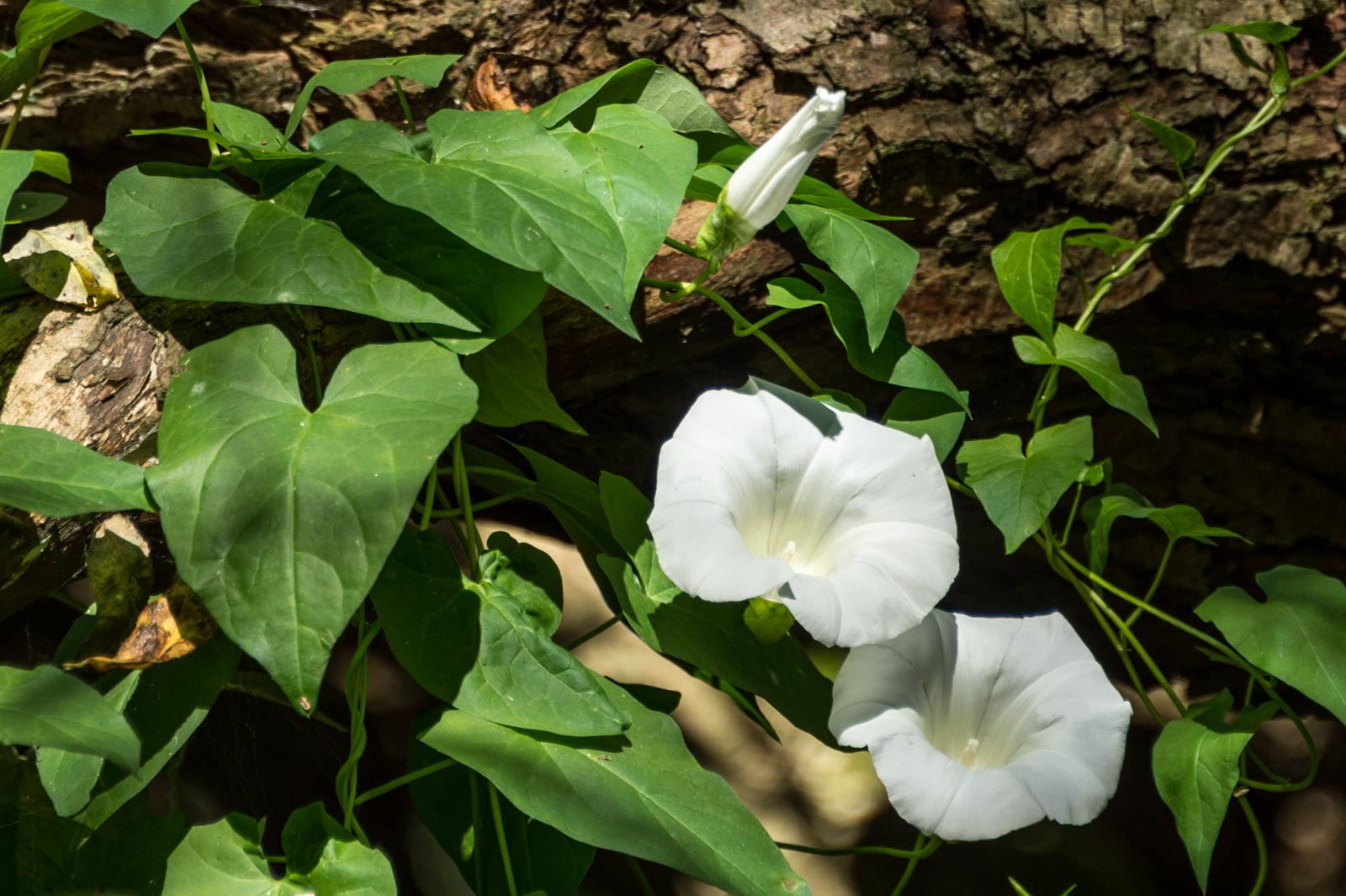 160826_Brent_WelshHarp_White-Trumpets-Bindweed