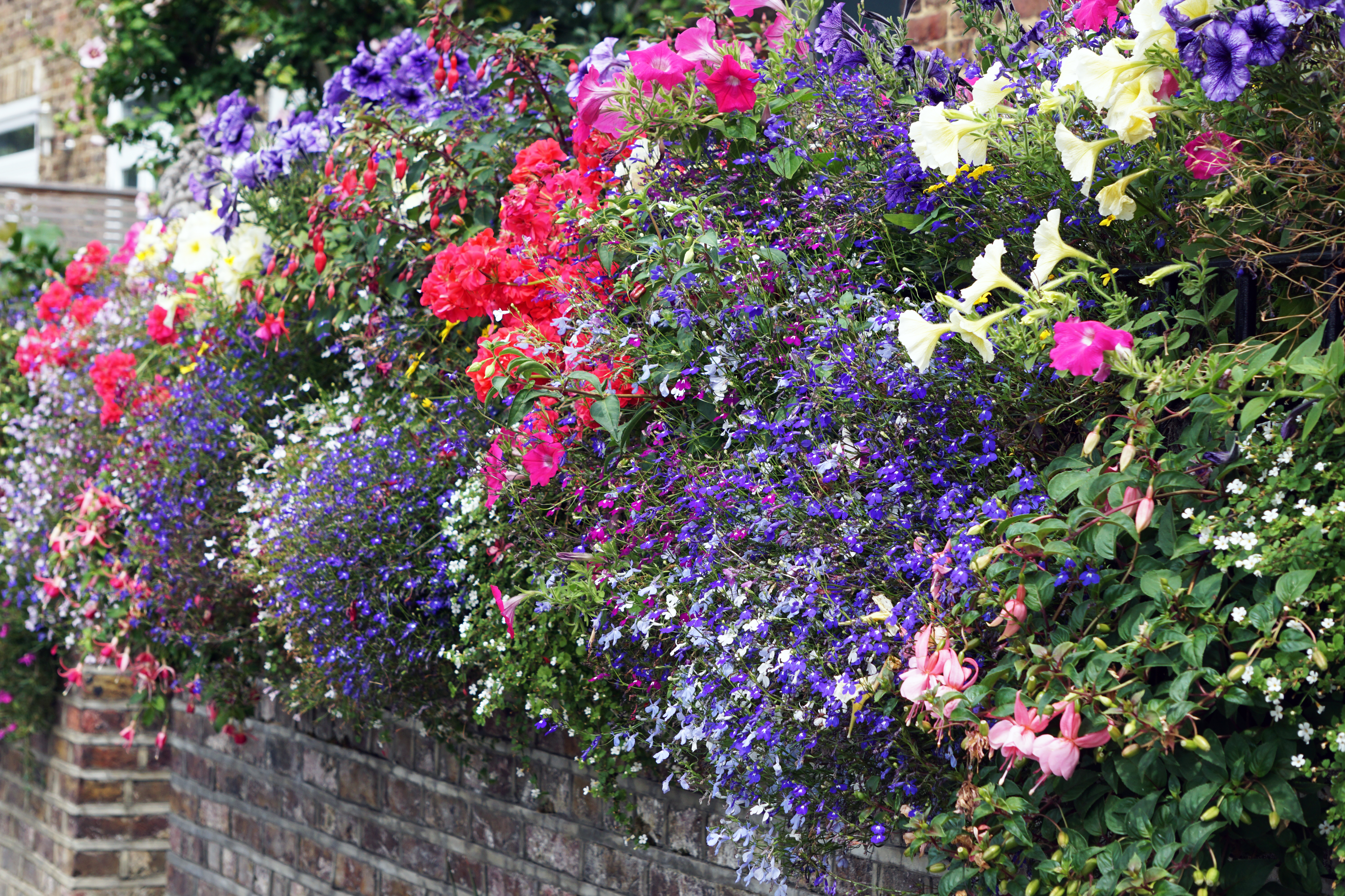 2016-08-03-Hounslow_Strand-on-the-Green_Flora_Summer_Window-Boxes