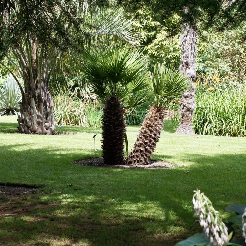 2016-08-03-Kensington-and-Chelsea_Chelsea-Physic-Garden_Landscape_Summer_Cycads