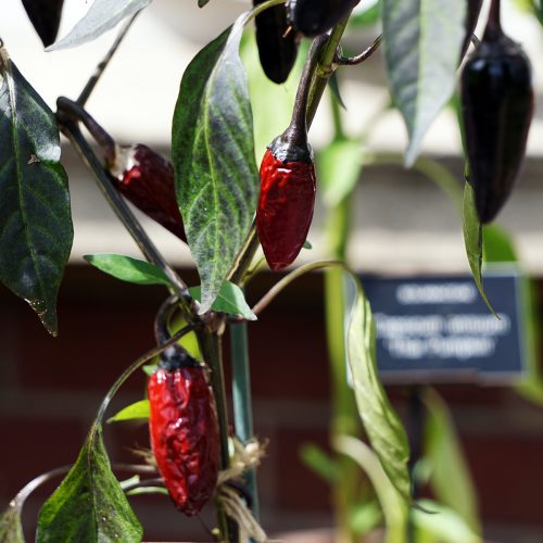 2016-08-05-Chelsea-Physic-Garden_Kensington-and-Chelsea_Flora_Red-Hot-Chilli-Peppers