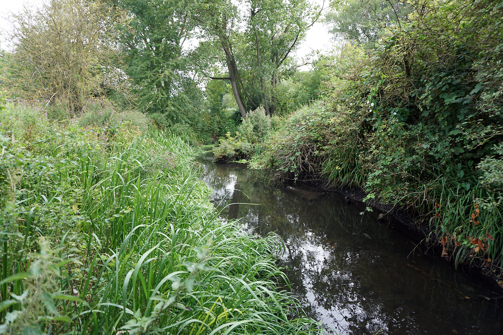 2016-08-10-LB-Merton_Wandle_Landscape_Summer_Foliage