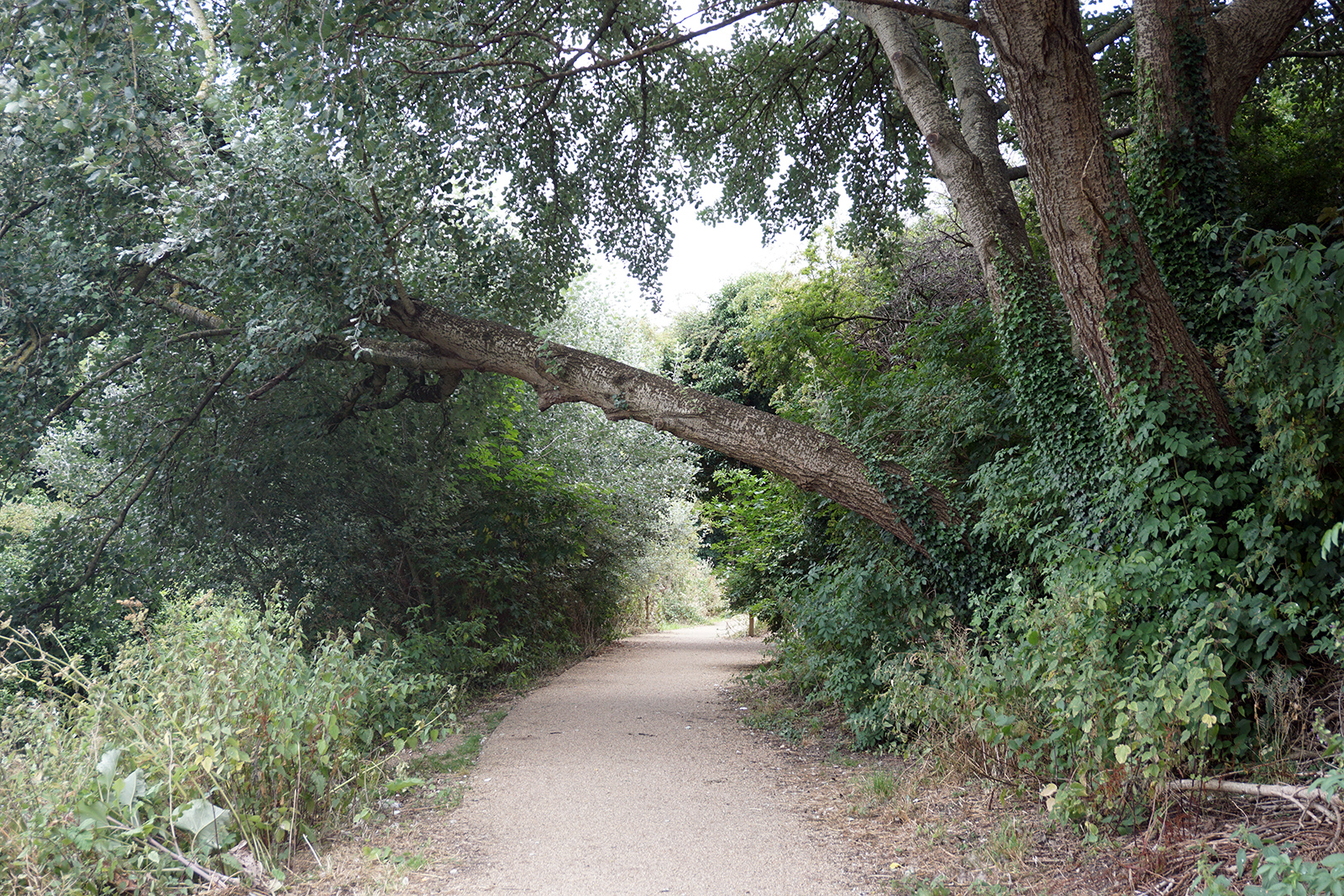 2016-08-10-Merton_Summer_The-Wandle-Trail_Tree-ready-to-fall