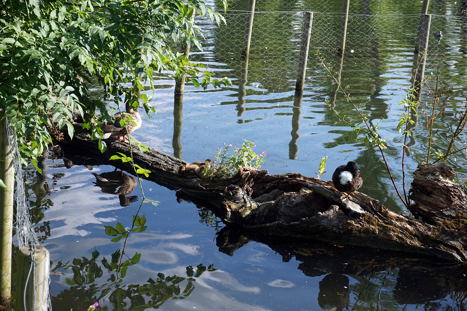 2016-08-10-Sutton_Waddon-Ponds_Summer_Fauna_Look-closely-for-the-late-brood