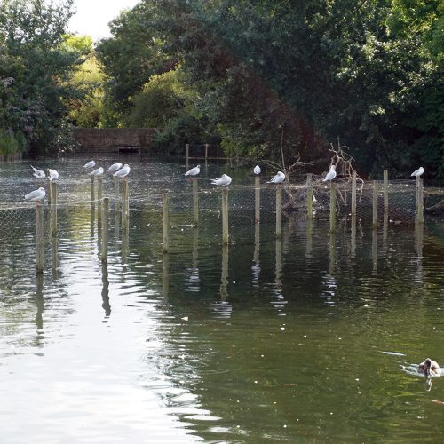 2016-08-10-Sutton_Waddon-Ponds_Summer_Fauna_Seagulls-in-typical-pose