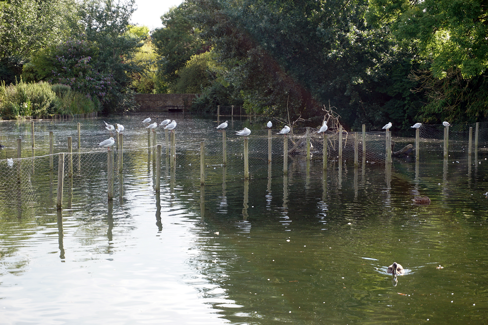 2016-08-10-Sutton_Waddon-Ponds_Summer_Fauna_Seagulls-in-typical-pose