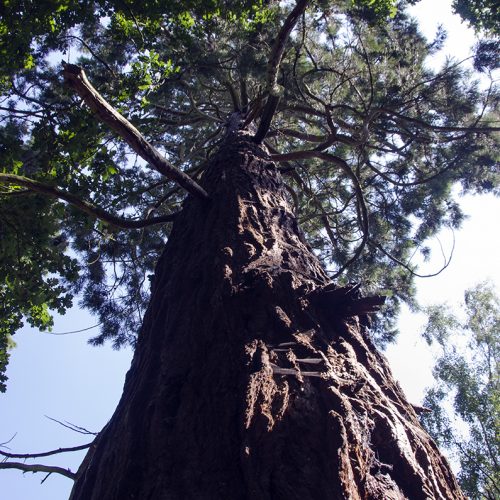2016-08-17-Havering_Havering-Country-Park_Flora_Detail_Redwood-from-below