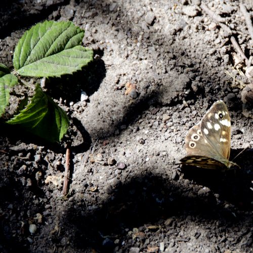 2016-08-17-Havering_Summer_Fauna_Butterfly
