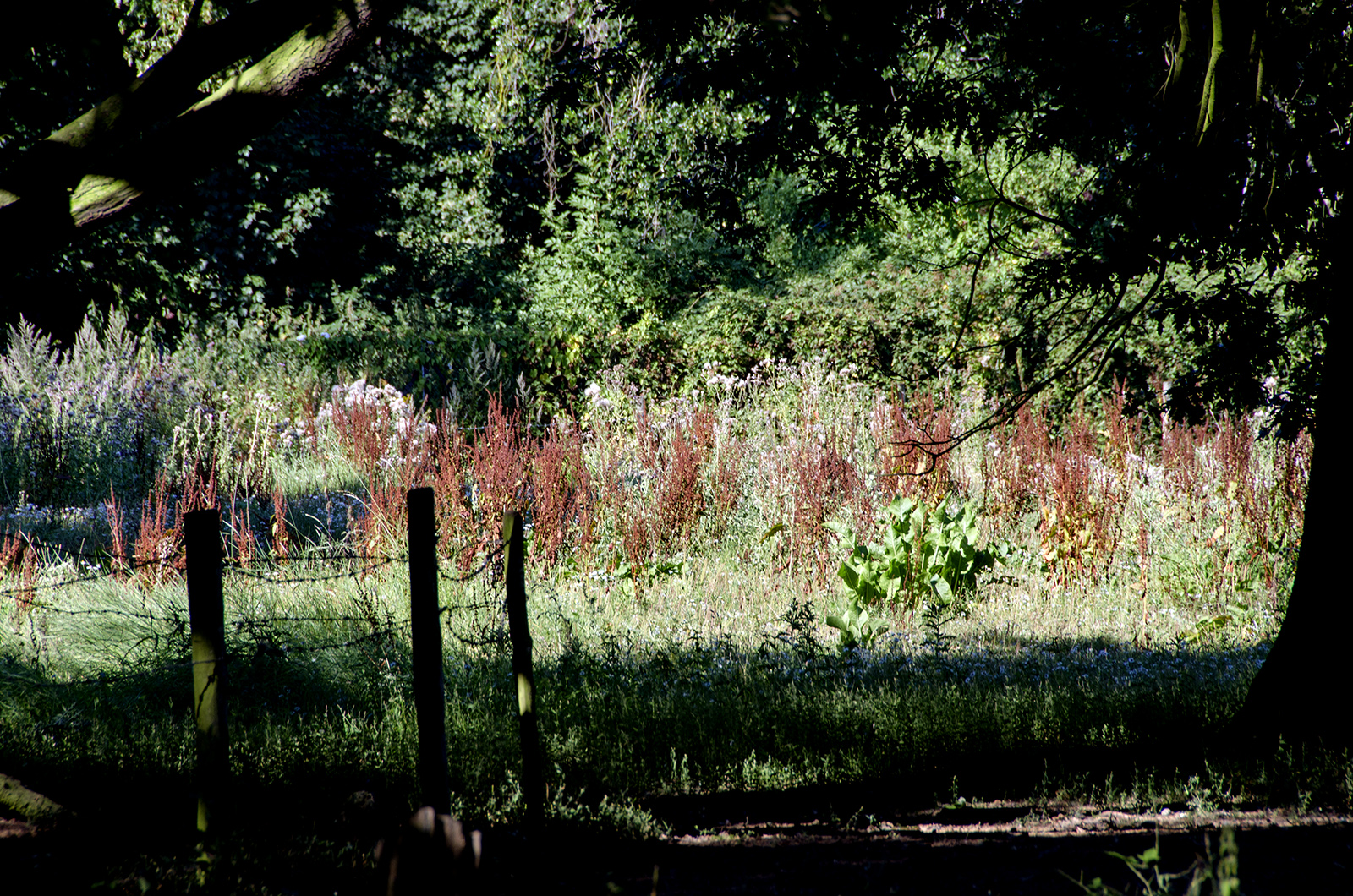 2016-08-17-Havering_The-Loop_Pyrgo-Park_VThrough-the-fence