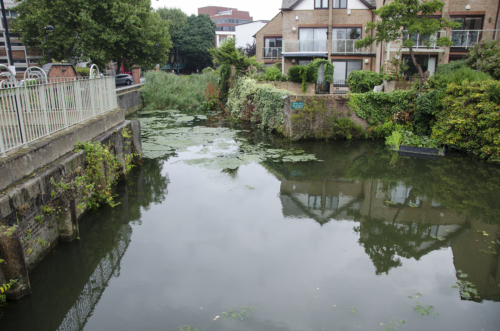 2016-08-19-Fulham_Thames-Path_Summer_Landscape_Tiny-Wildlife-Park