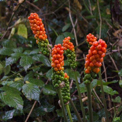 2016-08-19-LB-Richmond_Barnes-Common_Flora_Summer_Autumn-Fast-Approaches