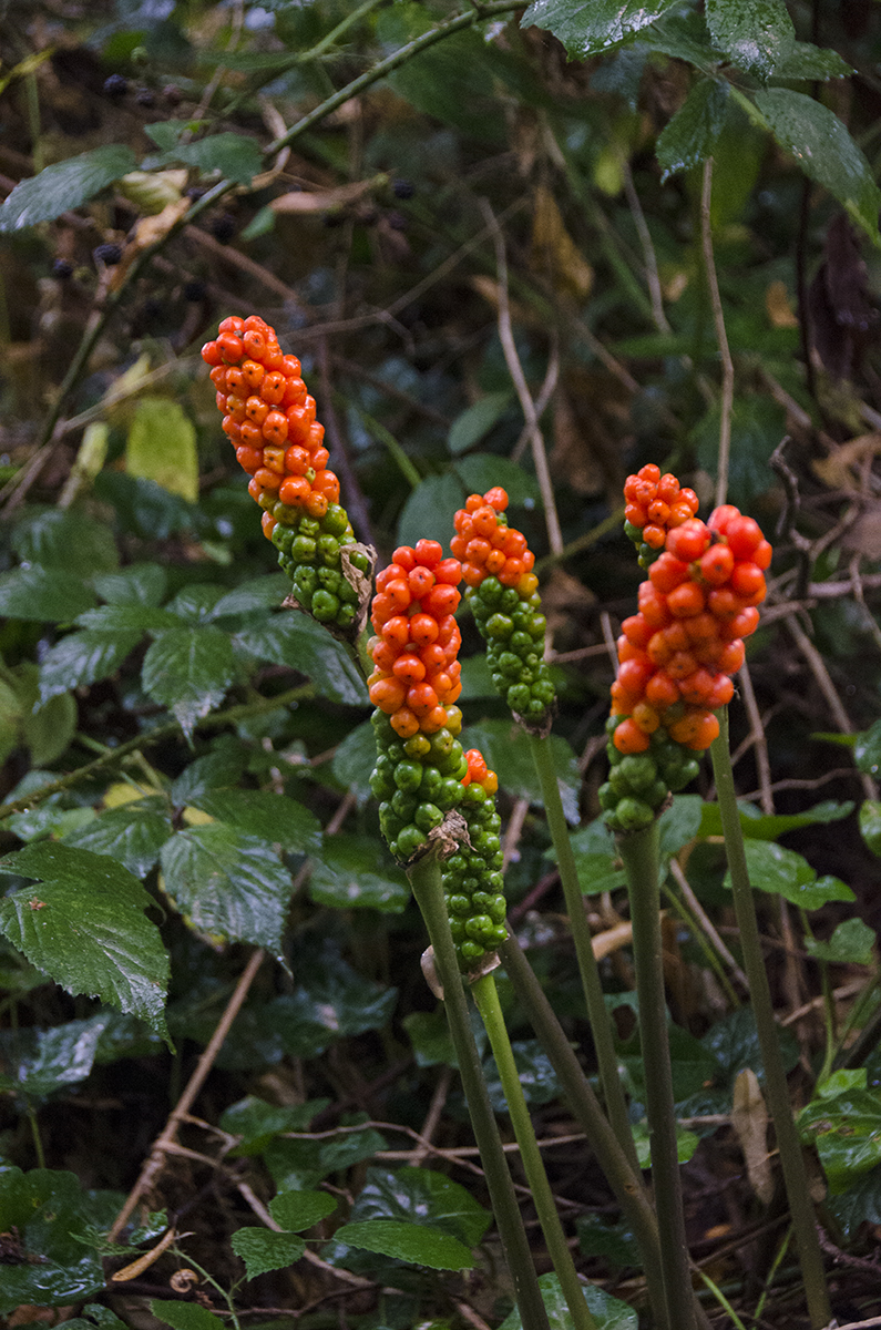 2016-08-19-LB-Richmond_Barnes-Common_Flora_Summer_Autumn-Fast-Approaches