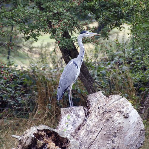 2016-08-19-LB-Richmond_Beverley-Brook_Fauna_Heron_Restoration-has-provided-food-for-herons