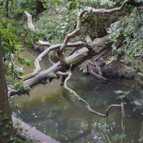 2016-08-19-Merton_Beverley-Brook-Walk_Flora_Summer_Fallen-Tree