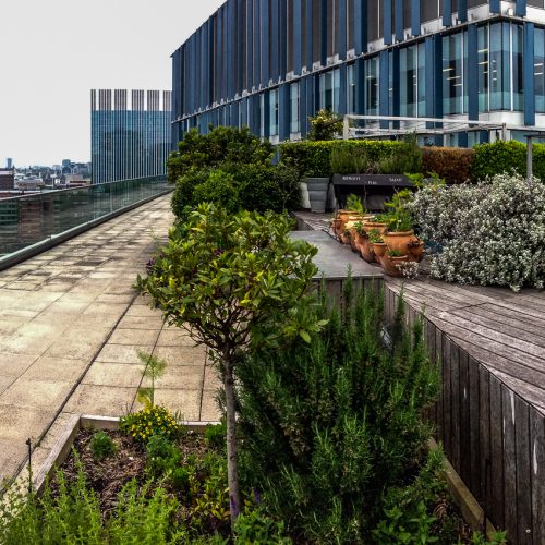 20160603_Southwark_Blue-Fin-Building_Vegetable-Garden