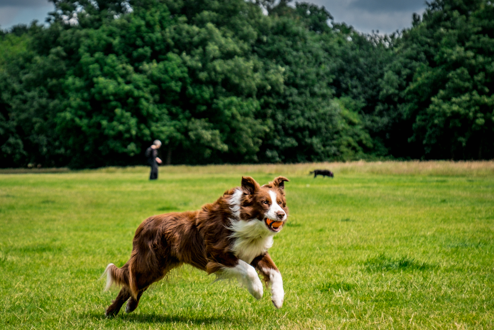 20160713_Wandsworth_Tooting-Bec-Common_Caught-It