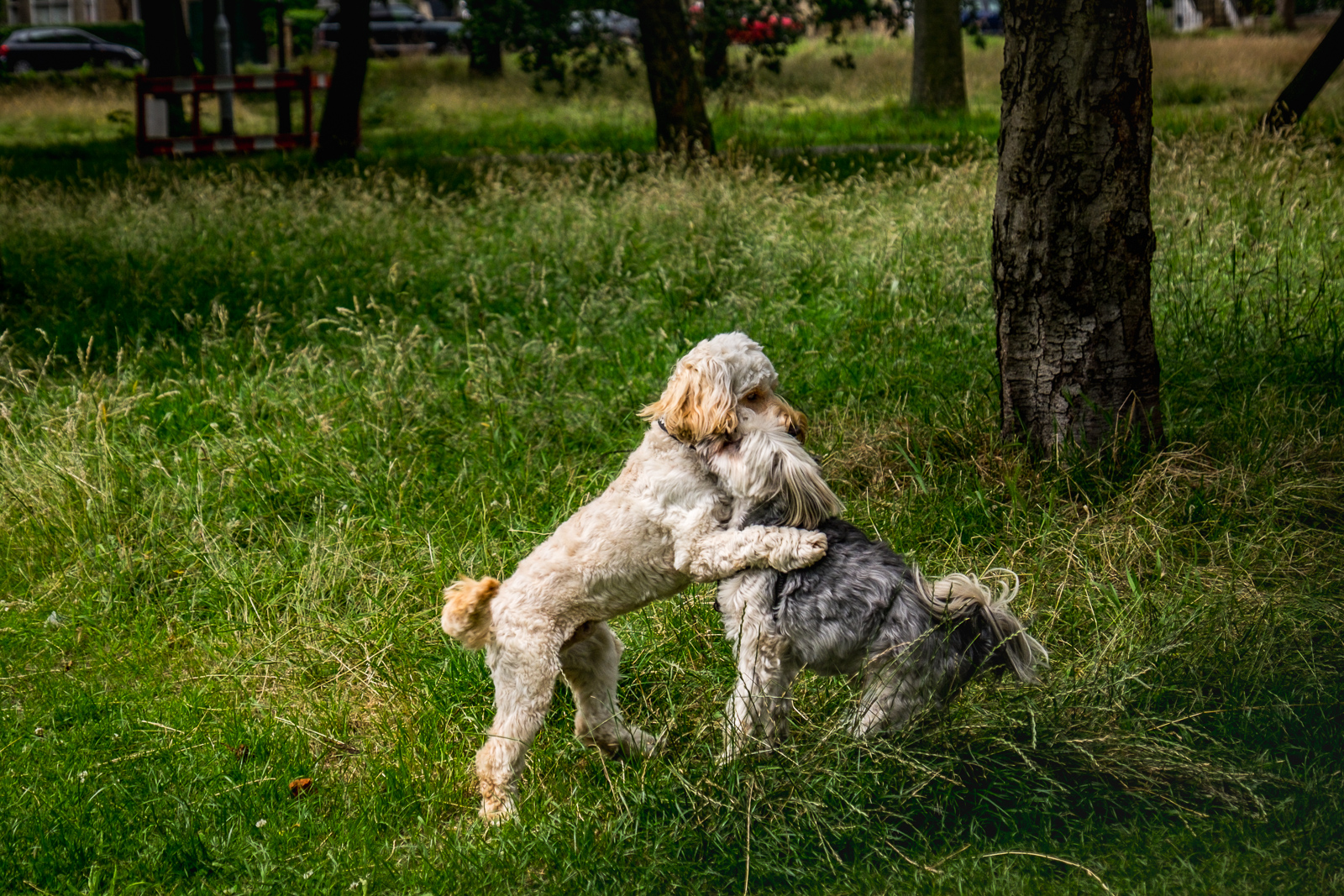 20160713_Wandsworth_Wandsworth-Common_Hugs