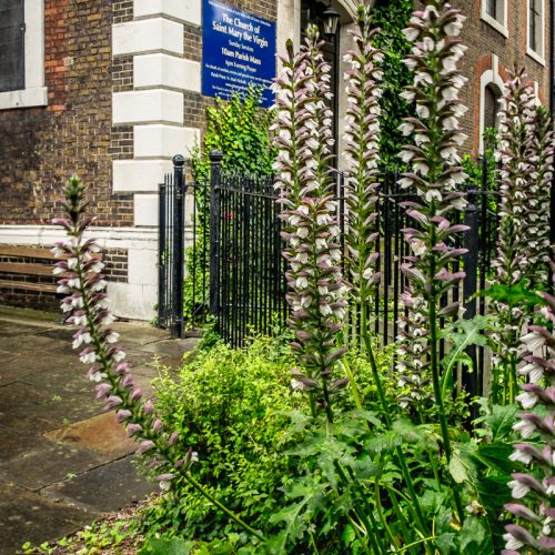 20160801_Southwark_St-Marychurch-Street_Blooming