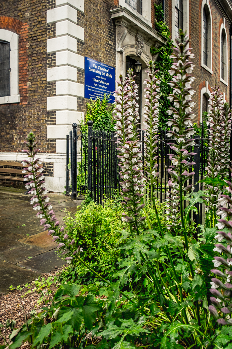 20160801_Southwark_St-Marychurch-Street_Blooming