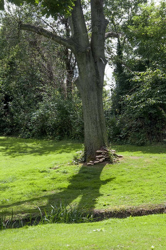 20160803_Ealing_Belvue-Park_-Tree-with-mushrooms