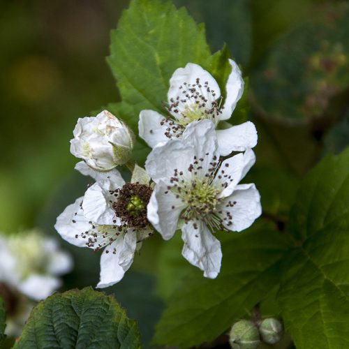 20160805_Barnet_-Darlands-Nature-Reserve_Blackberry-flowers
