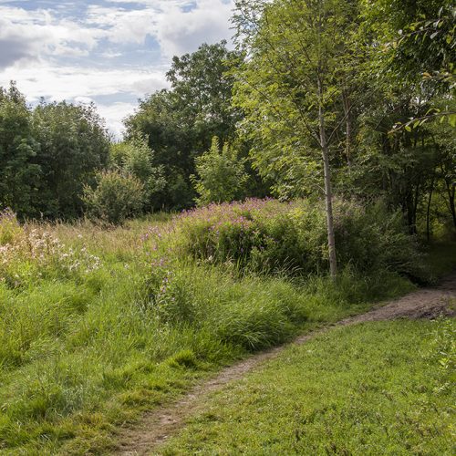 20160805_Barnet_-Footpath-to-Darland-Nature-Reserve_Summer-wildflowers