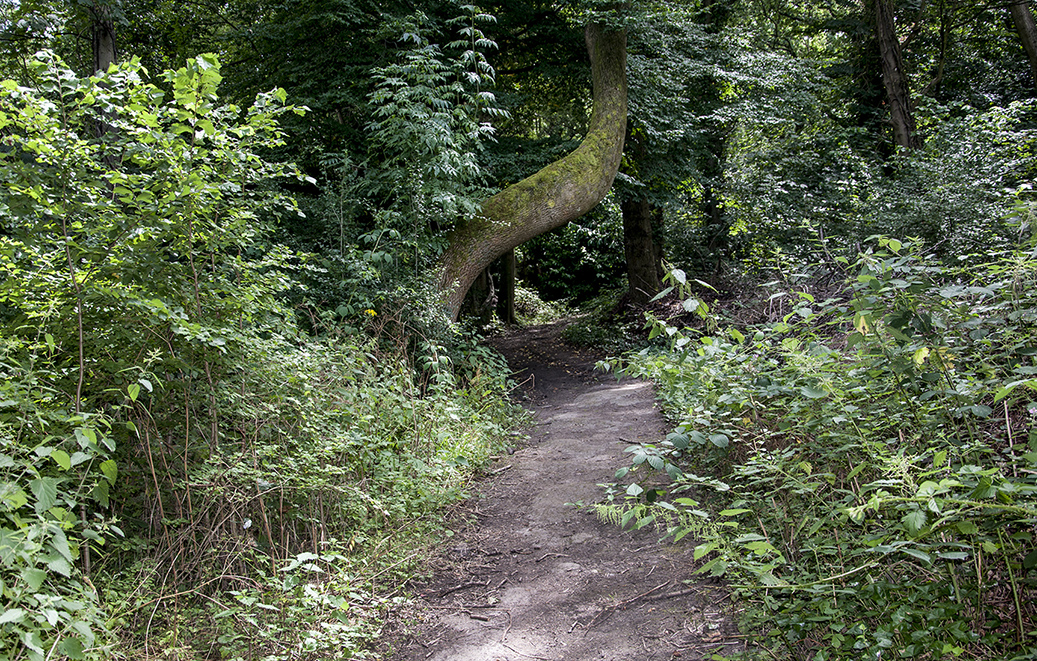 20160805_Barnet_-Oaklands_Path-through-the-wood