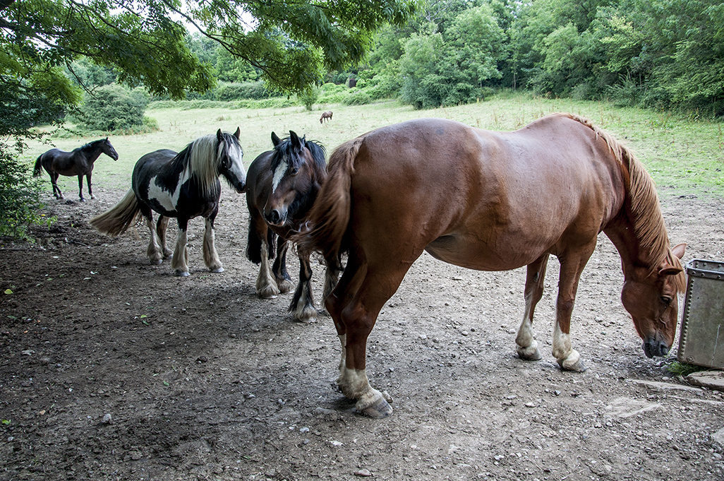 20160805_Barnet_-Partingdale-Lane_Horses