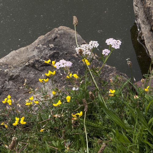 20160805_Barnet_-Totteridge-Common-fishing-pond_Wildflowers-along-the-fishing-pond