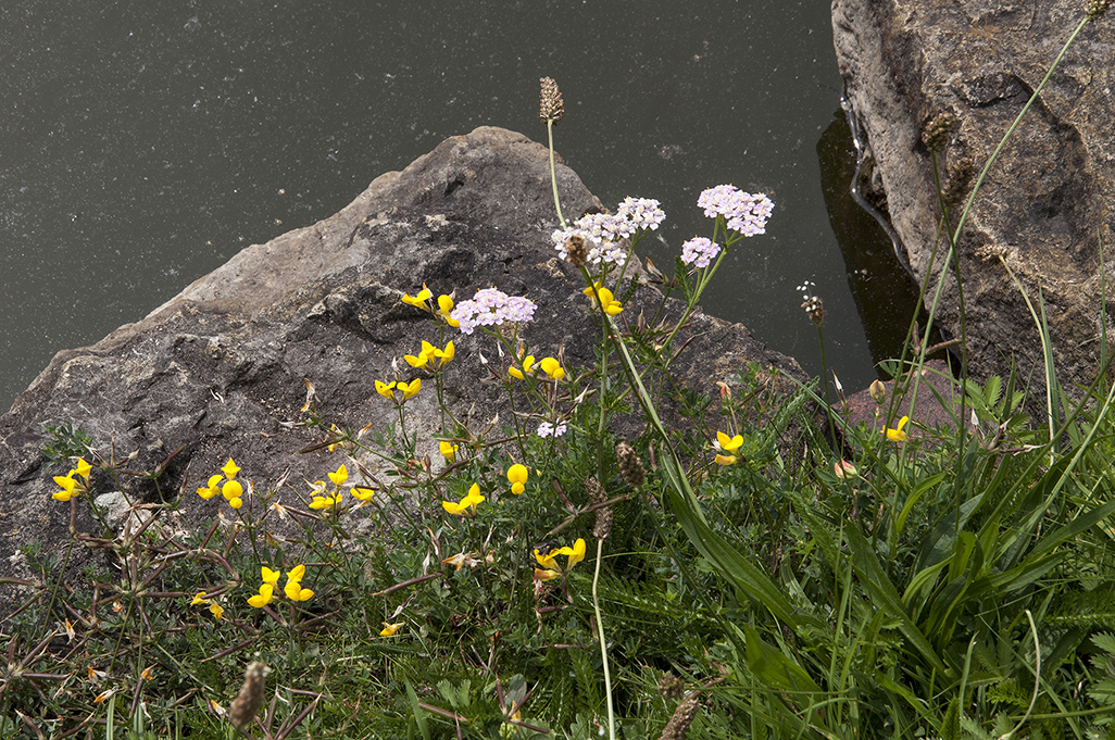 20160805_Barnet_-Totteridge-Common-fishing-pond_Wildflowers-along-the-fishing-pond