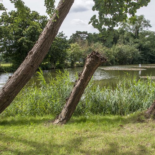 20160805_Barnet_-Totteridge-Common_Fishing-pond