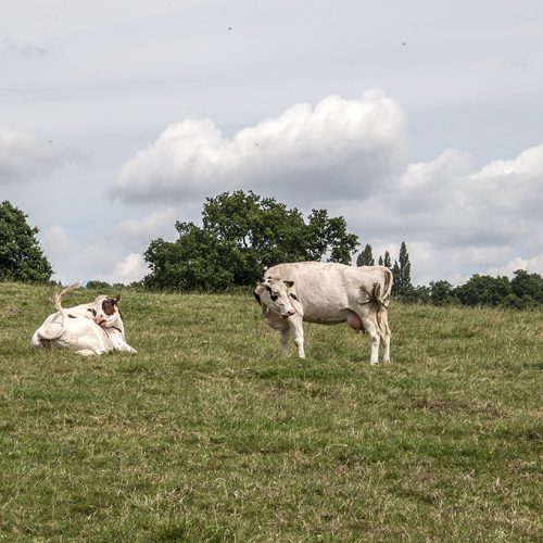 20160805_Barnet_Dairy-Farm-south-of-Totteridge-Common_Hi