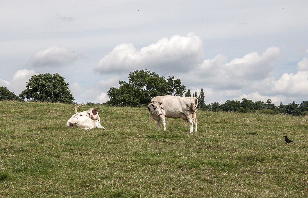 20160805_Barnet_Dairy-Farm-south-of-Totteridge-Common_Hi