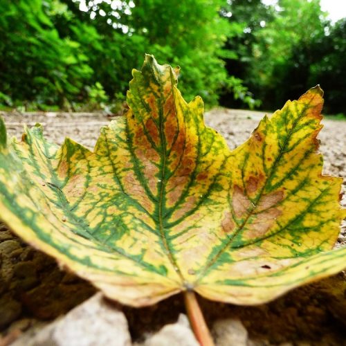 20160810_Borough-of-Merton_Watermeads-Nature-Reserve_Fallen-Leaf
