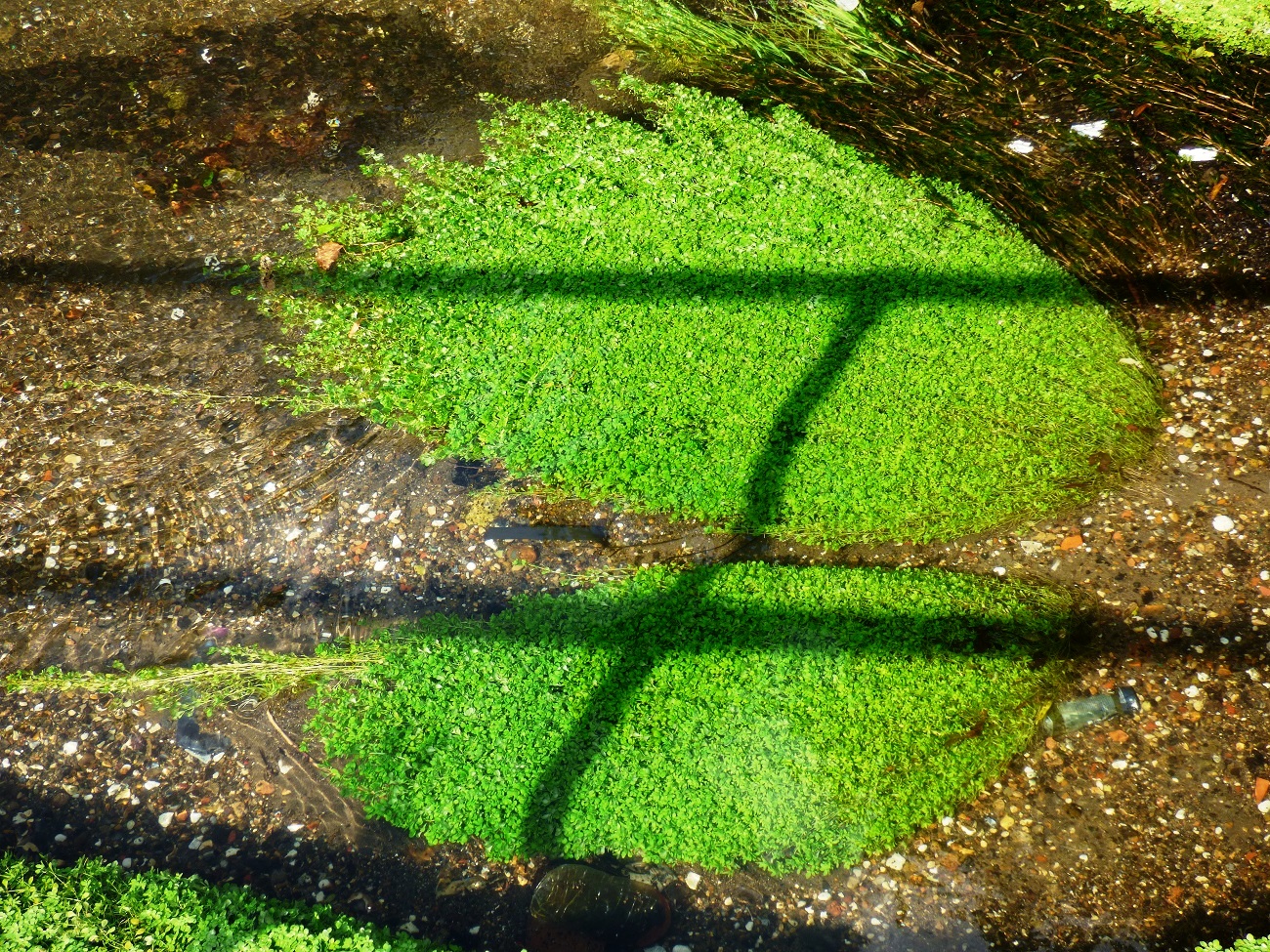 20160810_Borough-of-Sutton_Beddington-Park_Natures-Footprints