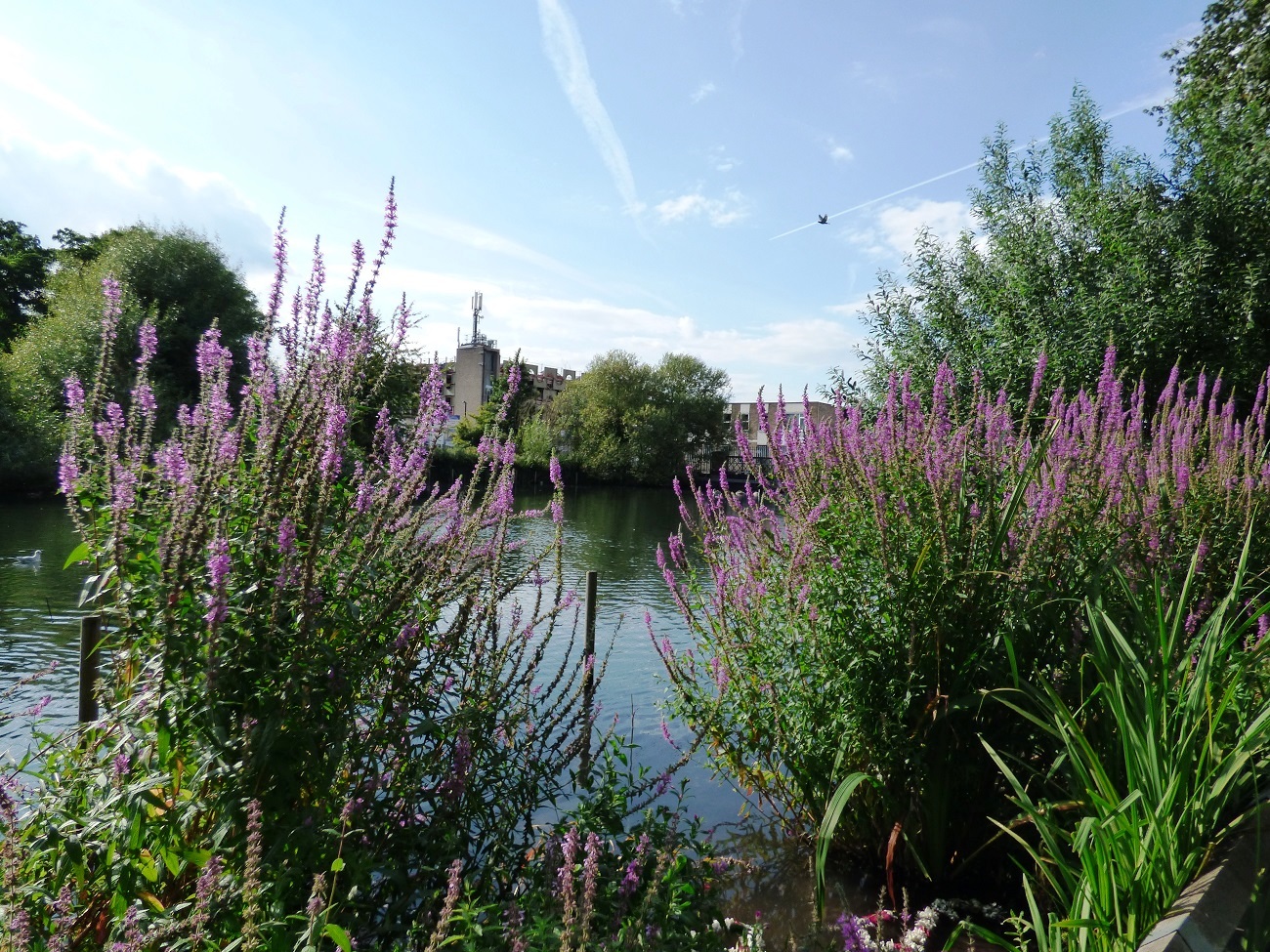 20160810_Borough-of-Sutton_Waddon-Ponds_Flying-over-Waddon-Pond