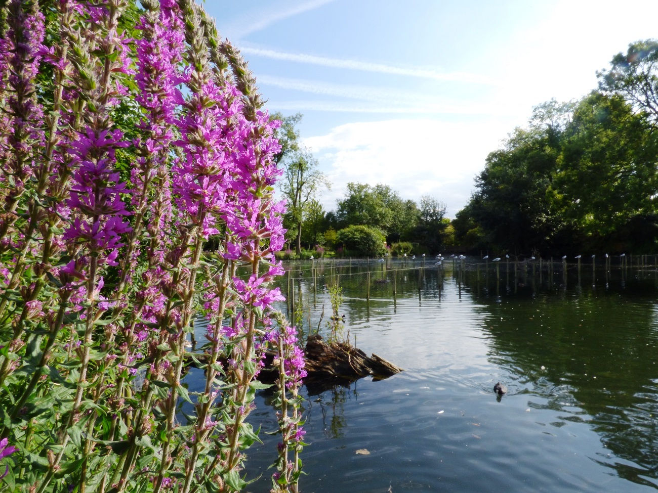20160810_Borough-of-Sutton_Waddon-Ponds_The-Life-of-Waddon-Ponds
